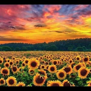 Meet your Posher, Savannah